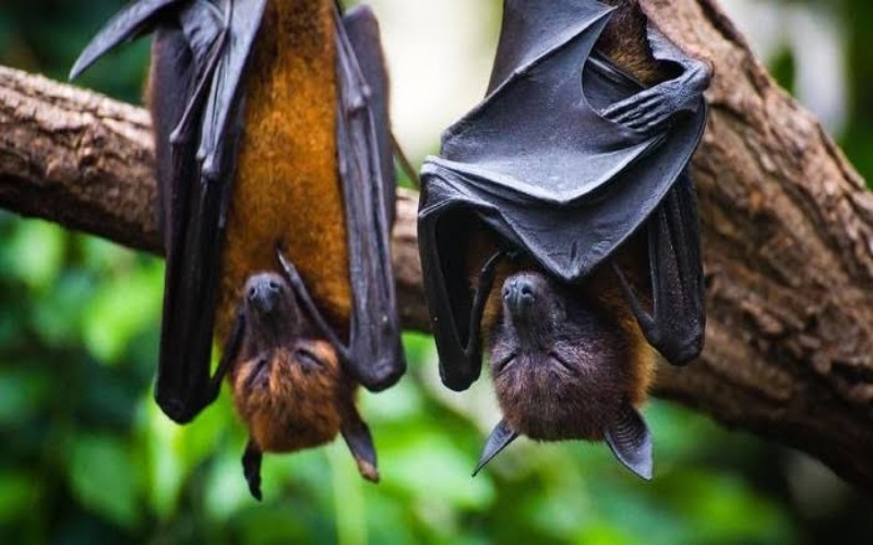 nipah 7221