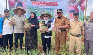 Anggota DPR RI Dwita Ria Gunadi melakukan panen bawang merah bersama petani di Kota Gajah, Lampung Tengah. | ist