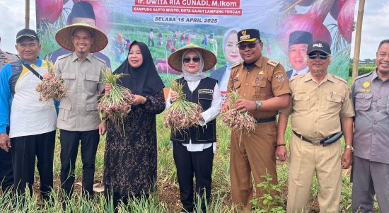 Anggota DPR RI Dwita Ria Gunadi melakukan panen bawang merah bersama petani di Kota Gajah, Lampung Tengah. | ist