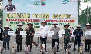 Bupati Lamsel & Kajati Turun ke Ladang! Kolaborasi Hebat Demi Ketahanan Pangan dan Nasib Petani
