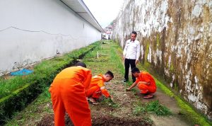 Dukung Ketahanan Pangan Nasional, Rutan Ambon Tanam Sawi Tahap 3