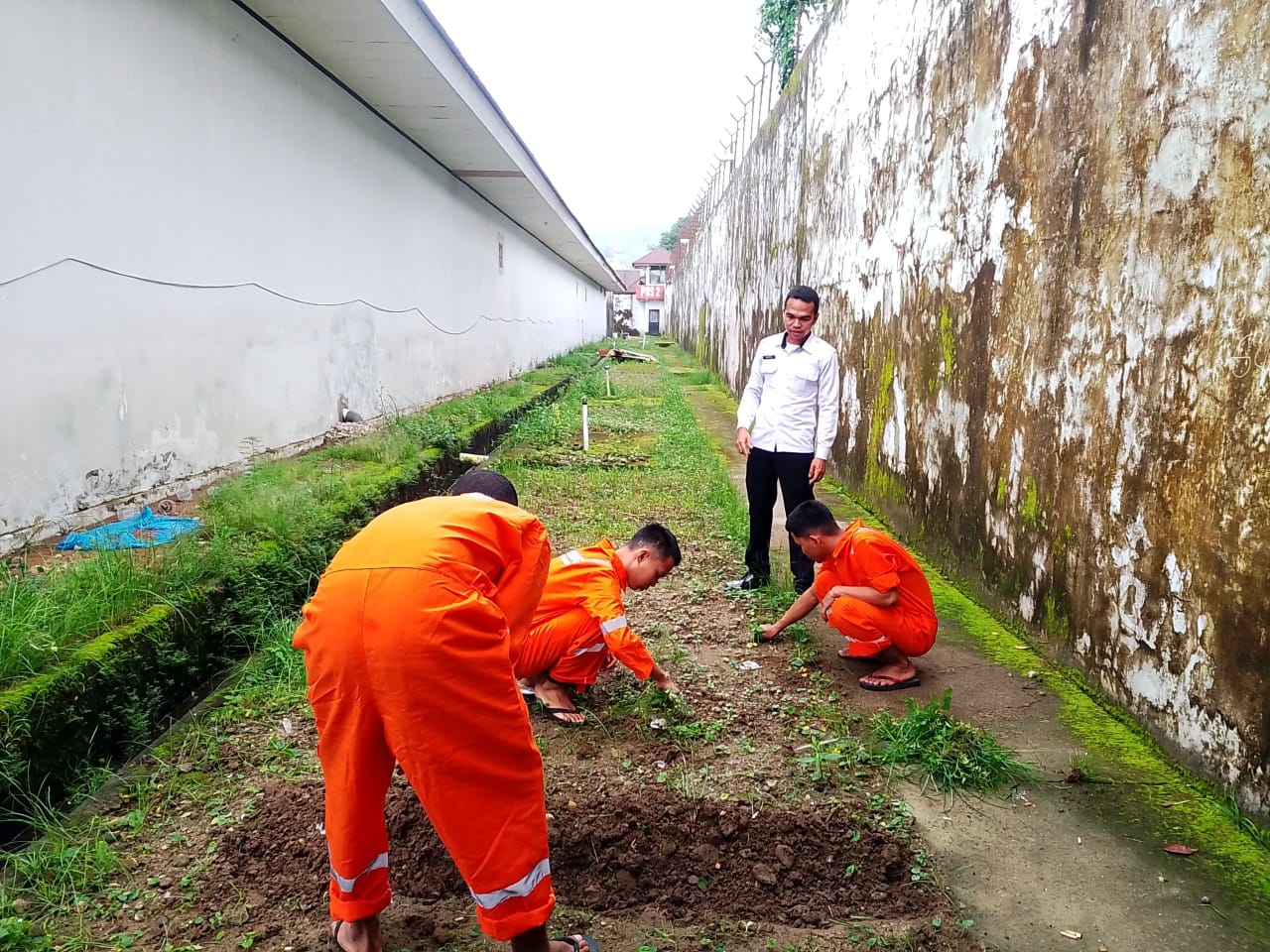 Rutan ambon Dukung Ketahanan Pangan Nasional, Rutan Ambon Tanam Sawi Tahap 3