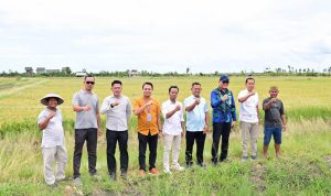 Teknologi Padi Biosalin Ubah Tambak Asin Jadi Sawah Produktif di Lampung Selatan