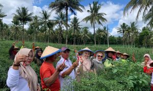 Panen Cabai di Sripendowo, Dwita Ria Ajak Semua Pihak Antisipasi Penurunan Harga Saat Panen Raya Panen Cabai di Sripendowo, Dwita Ria Ajak Semua Pihak Antisipasi Penurunan Harga Saat Panen Raya