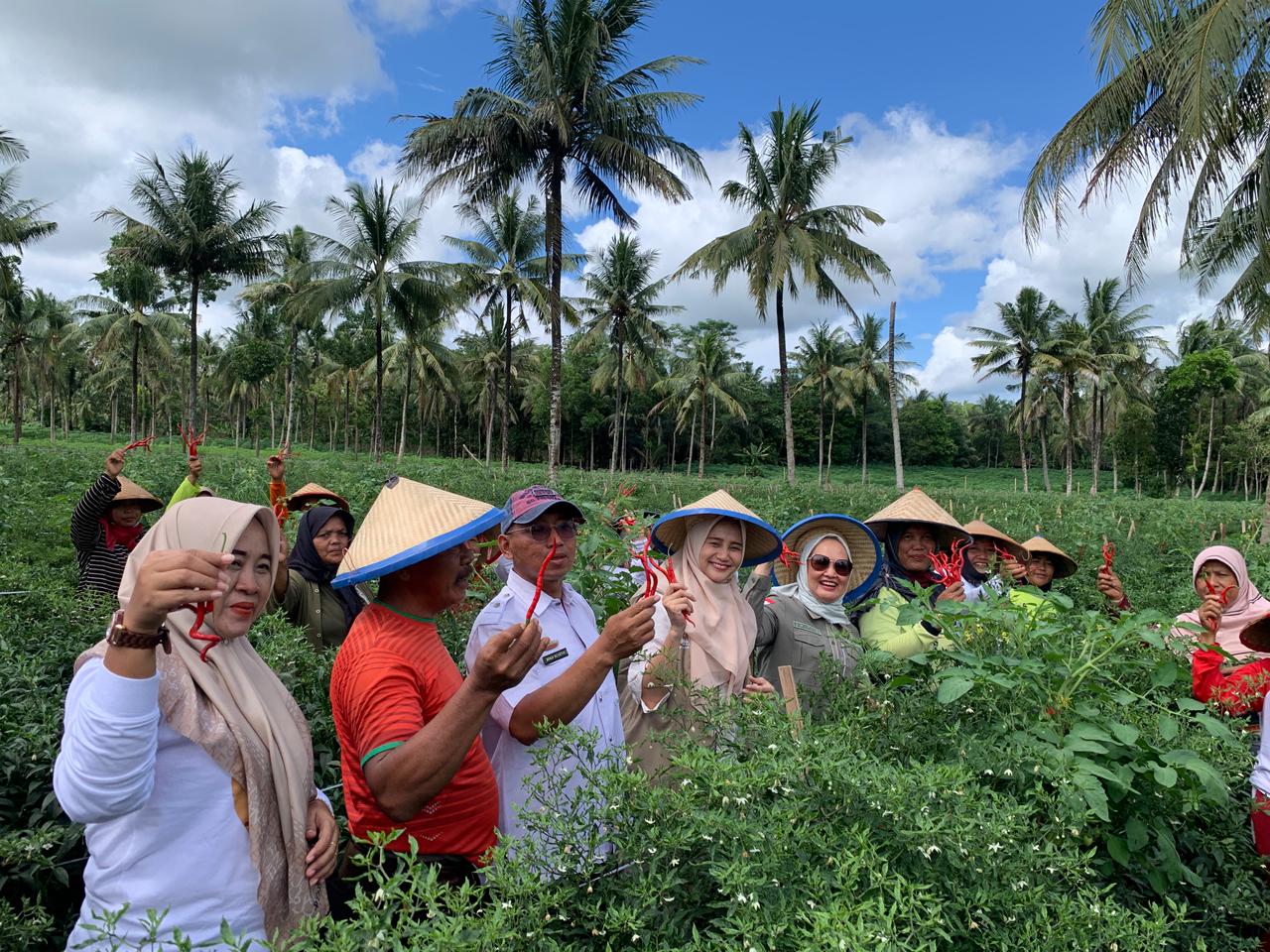 Panen Cabai di Sripendowo, Dwita Ria Ajak Semua Pihak Antisipasi Penurunan Harga Saat Panen Raya