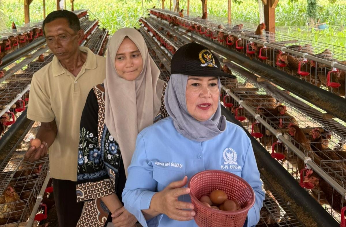 Kawal Program Presiden, Dwita Ria Tinjau Bantuan Ayam Merah Putih di Lampung Timur