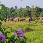 Tekan Konflik Gajah-Manusia, Balai TNWK Perkuat Infrastruktur dan Pemulihan Habitat