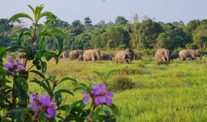 Tekan Konflik Gajah-Manusia, Balai TNWK Perkuat Infrastruktur dan Pemulihan Habitat
