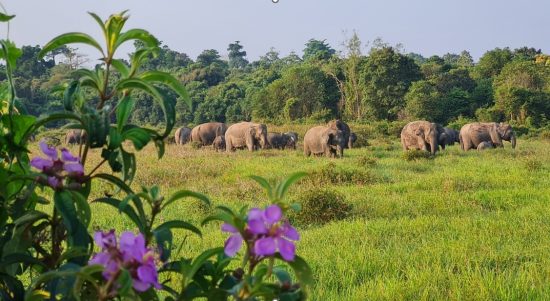 Tekan Konflik Gajah-Manusia, Balai TNWK Perkuat Infrastruktur dan Pemulihan Habitat