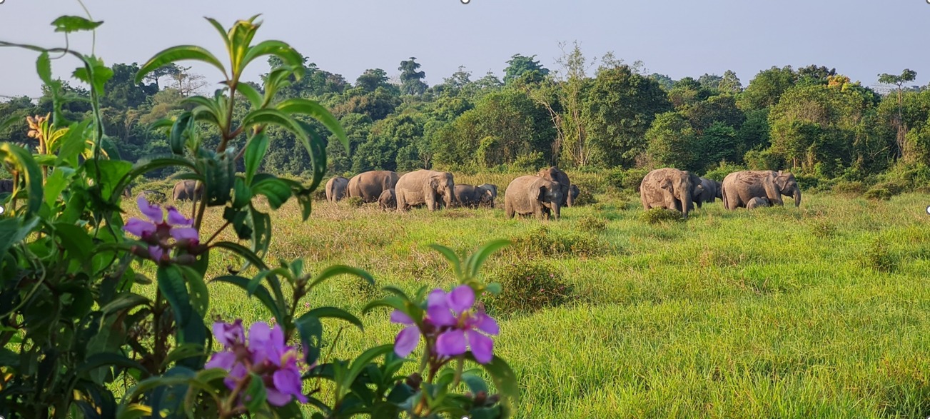 Tekan Konflik Gajah-Manusia, Balai TNWK Perkuat Infrastruktur dan Pemulihan Habitat Tekan Konflik Gajah-Manusia, Balai TNWK Perkuat Infrastruktur dan Pemulihan Habitat