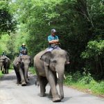 Way Kambas Jadi Prioritas Nasional, Presiden Prabowo Ambil Keputusan Tegas Way Kambas Jadi Prioritas Nasional, Presiden Prabowo Ambil Keputusan Tegas