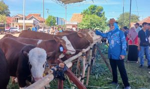 Pemprov Lampung Tegaskan Pasokan Daging Sapi Aman, Neraca 2025 Surplus