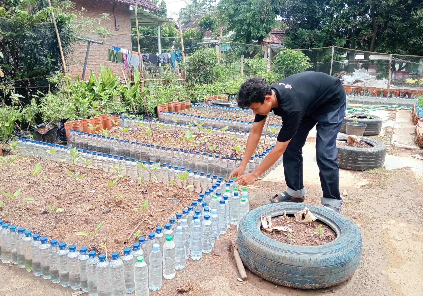 Kebun Sayuran organik