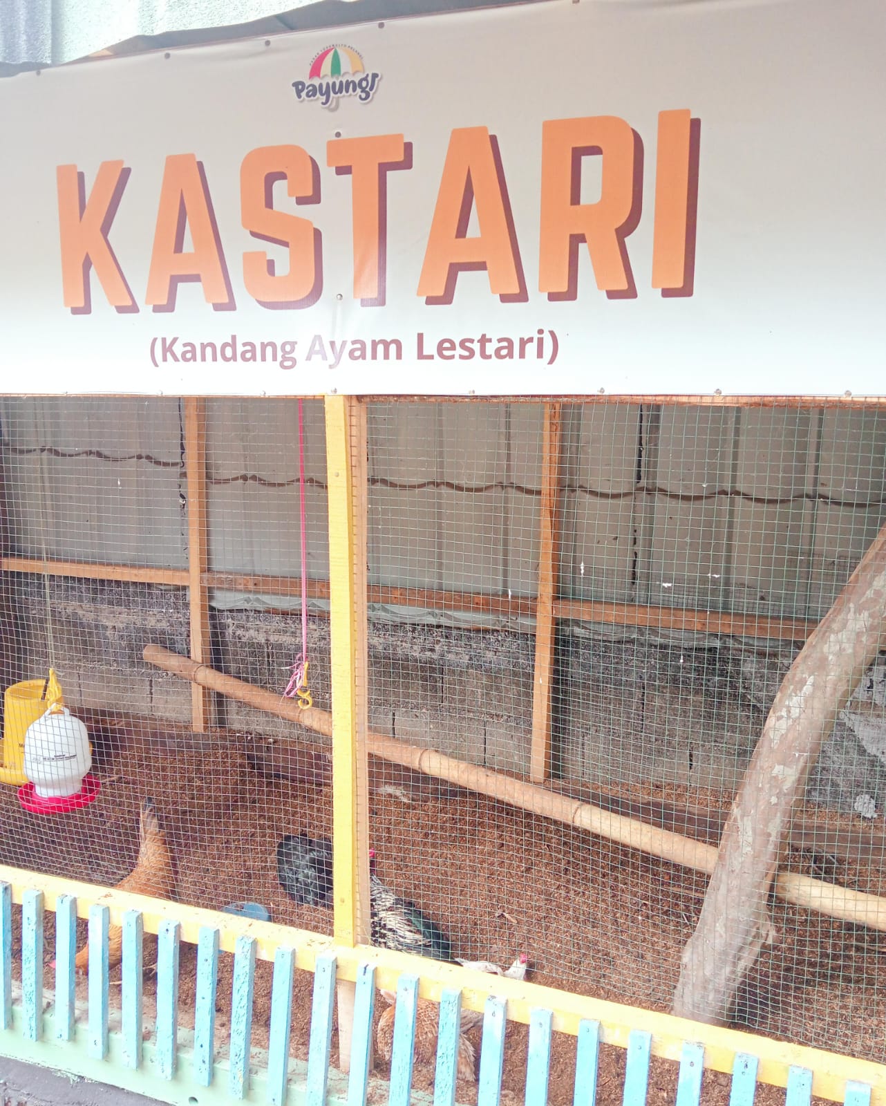 Kandang Ayam Kastari di Payungi Metro