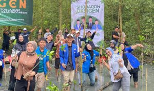 PKC PMII Lampung dan Cabang se-Lampung Tanam 5.000 Bibit Mangrove di Pematang Pasir