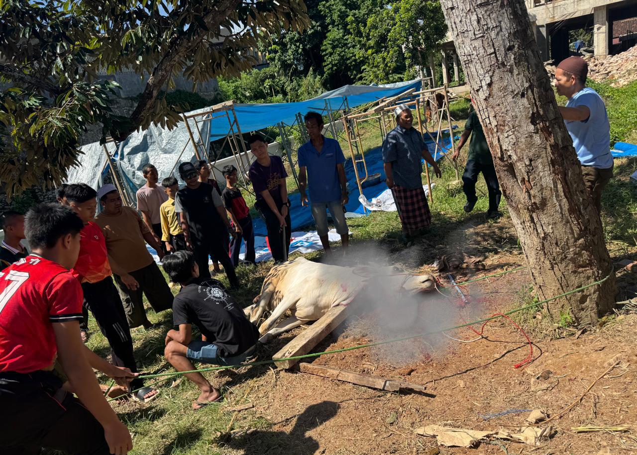 Tebar Kebahagiaan Iduladha, Ponpes Riyadhus Sholihin Sembelih 11 Sapi dan 21 Kambing