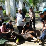 PLN NP UP Bandar Lampung Laksanakan Pemotongan Hewan Kurban Iduladha 1447 H PLN NP UP Bandar Lampung Laksanakan Pemotongan Hewan Kurban Iduladha 1447 H