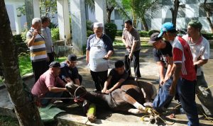 PLN NP UP Bandar Lampung Laksanakan Pemotongan Hewan Kurban Iduladha 1447 H