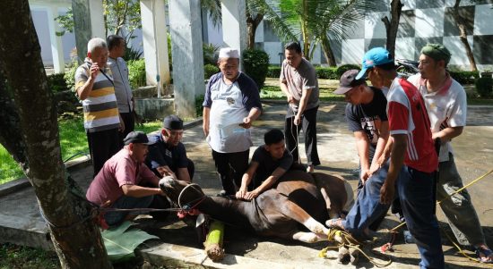 PLN NP UP Bandar Lampung Laksanakan Pemotongan Hewan Kurban Iduladha 1447 H