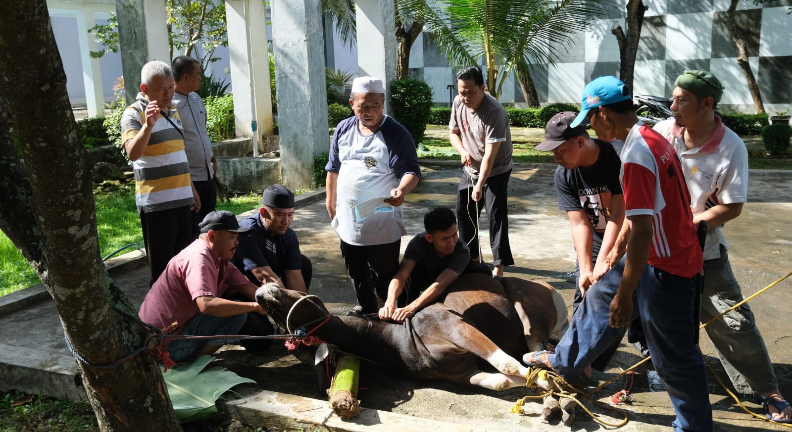PLN NP UP Bandar Lampung Laksanakan Pemotongan Hewan Kurban Iduladha 1447 H PLN NP UP Bandar Lampung Laksanakan Pemotongan Hewan Kurban Iduladha 1447 H