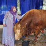 Permintaan Hewan Kurban Melonjak, Pengiriman Sapi dari Lampung Tembus 60 Ribu Ekor Permintaan Hewan Kurban Melonjak, Pengiriman Sapi dari Lampung Tembus 60 Ribu Ekor