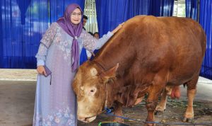Permintaan Hewan Kurban Melonjak, Pengiriman Sapi dari Lampung Tembus 60 Ribu Ekor