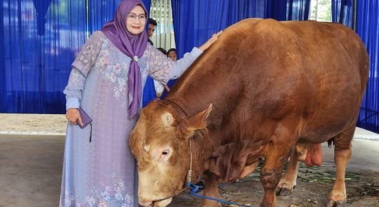 Permintaan Hewan Kurban Melonjak, Pengiriman Sapi dari Lampung Tembus 60 Ribu Ekor