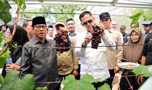 Mendes PDT Terpikat Kebun Anggur Merak Batin, Egi Dorong Pertanian Jadi Wisata