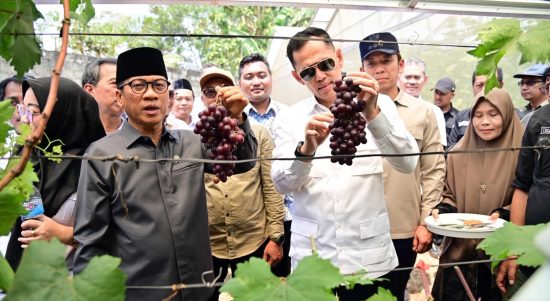Mendes PDT Terpikat Kebun Anggur Merak Batin, Egi Dorong Pertanian Jadi Wisata