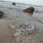 Pesisir Sumatera Tertekan: Limbah Industri-Pembabatan Mangrove Gerus Penghidupan Nelayan