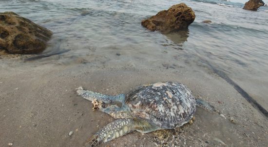 Pesisir Sumatera Tertekan: Limbah Industri-Pembabatan Mangrove Gerus Penghidupan Nelayan